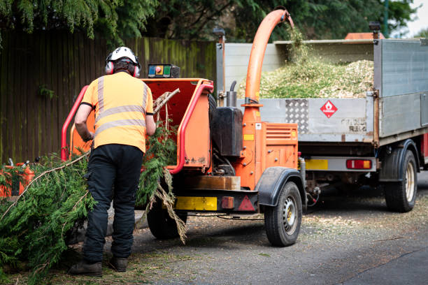 Best Professional Tree Care  in Rupert, ID